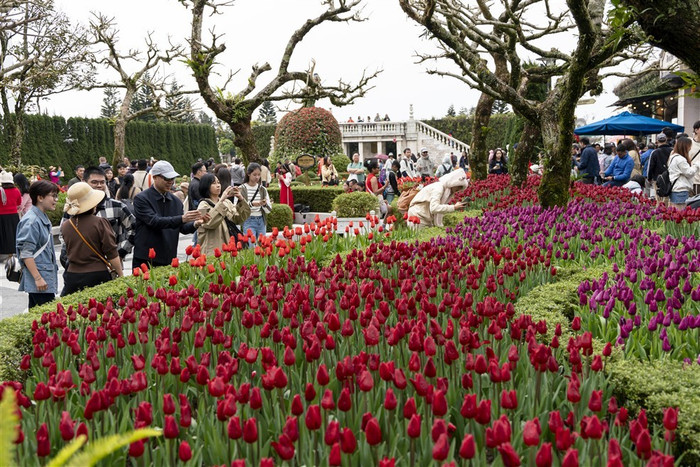 Hàng trăm ngàn bông tulip thuộc 45 loài đang nở rộ trên đỉnh Bà Nà, biến nơi đây thành “xứ sở Hà Lan” thu nhỏ