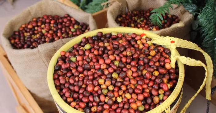 Giá nông sản hôm nay (14/10): Giá cà phê và hồ tiêu đồng loạt tăng trở lại