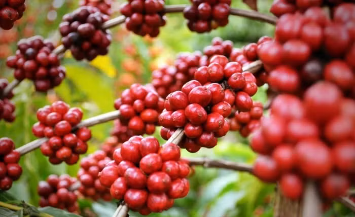 Giá nông sản hôm nay (20/10): Giá thịt lợn hơi ổn định, cà phê bật tăng