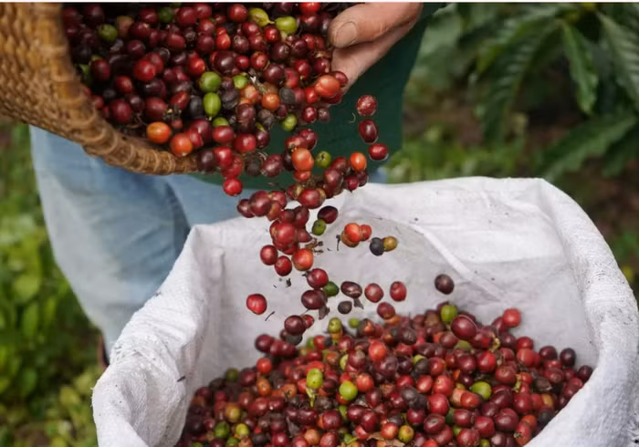 Giá nông sản hôm nay (7/4): Giá cà phê nội địa tiếp tục giảm số tại các khu vực trọng điểm