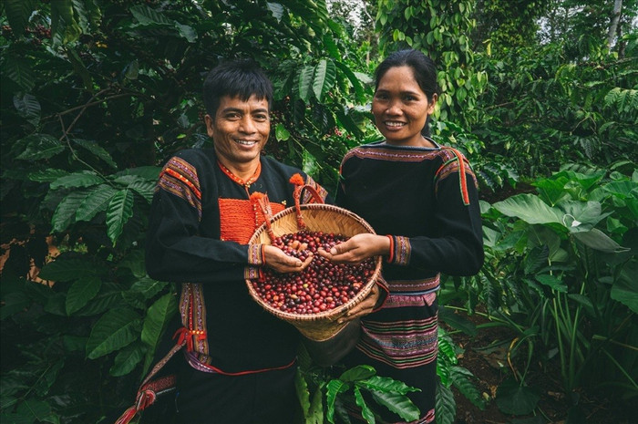 Giá nông sản hôm nay (14/6): Cà phê trong nước tăng giá trở lại, cao nhất ở mức 113.000 đồng/kg