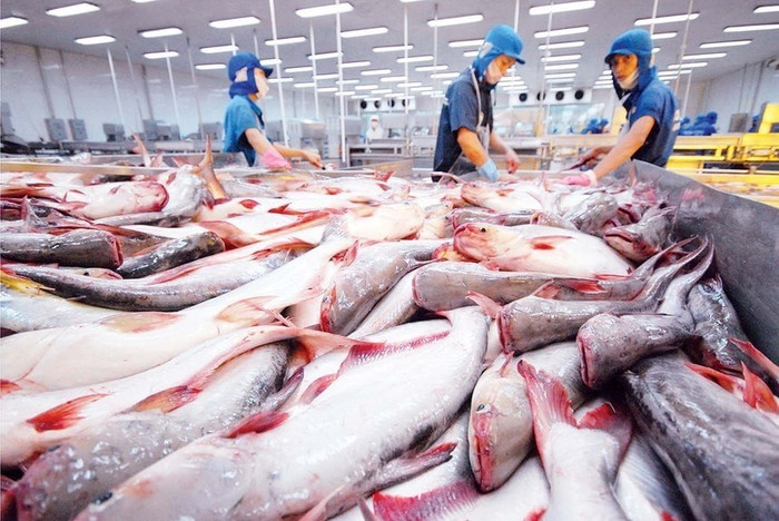 Cơ hội để cá tra Việt Nam chiếm thêm thị phần tại Mỹ