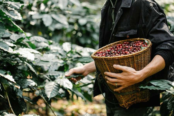 Giá nông sản hôm nay (25/5): Cà phê, hồ tiêu ổn định phiên cuối tuần
