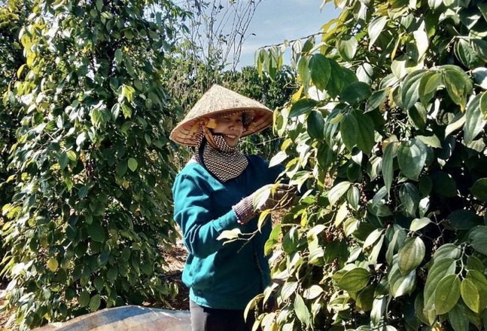 Giá nông sản hôm nay (17/5): Đắk Lắk dẫn đầu về giá tiêu sau khi tăng 1.000 đồng/kg