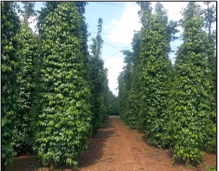 Giá nông sản hôm nay (11/5): Giá tiêu bất ngờ giảm sâu, xuống gần 4.000 đồng/kg