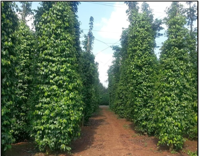 Giá nông sản hôm nay (11/5): Giá tiêu bất ngờ giảm sâu, xuống gần 4.000 đồng/kg