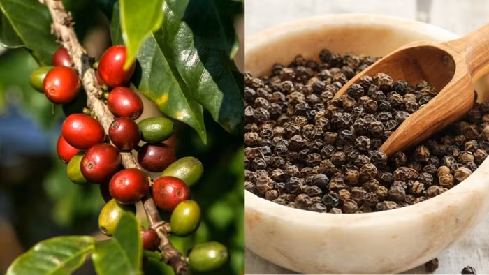 Giá nông sản hôm nay (7/5): Giá cà phê, hồ tiêu tiếp tục giảm sâu