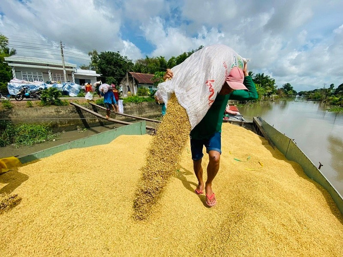 Giá nông sản hôm nay (19/5): Đầu tuần, giá các mặt hàng nông sản chủ lực ổn định, đi ngang