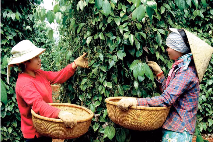 Giá nông sản hôm nay (20/4): Giá tiêu ổn định sau phiên giảm sâu, vùng trọng điểm thu mua mức 155.400 đồng/kg