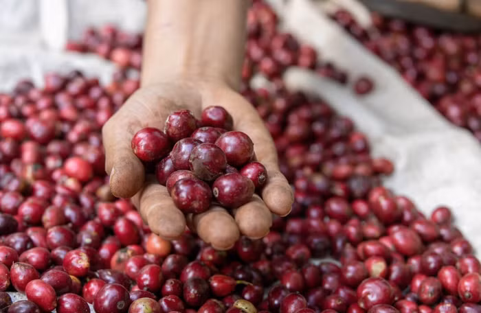 Giá nông sản hôm nay (17/6): Giá cà phê giảm nhẹ, thu mua cao nhất ở mức 112.000 đồng/kg