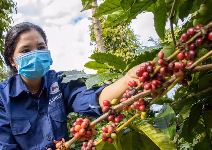 Giá nông sản hôm nay (7/3): Giá cà phê bất ngờ đứt gãy chuỗi đà tăng nhiều ngày