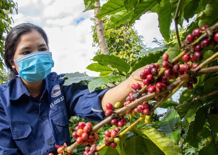 Giá nông sản hôm nay (7/3): Giá cà phê bất ngờ đứt gãy chuỗi đà tăng nhiều ngày