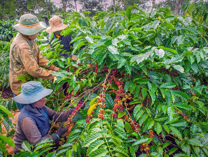 Giá nông sản hôm nay (10/5): Giá cà phê khu vực Tây Nguyên sắc xanh quay trở lại, tăng nhẹ 500 đồng/kg