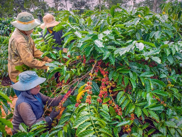 Giá nông sản hôm nay (10/5): Giá cà phê khu vực Tây Nguyên sắc xanh quay trở lại, tăng nhẹ 500 đồng/kg