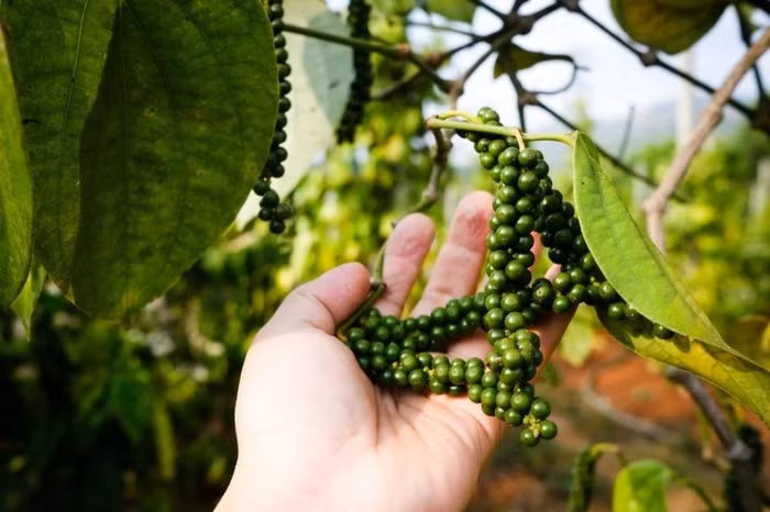 Giá nông sản hôm nay (14/3): Hồ tiêu Việt Nam "đón sóng" tăng giá, thịt lợn nơi xuống nơi lên