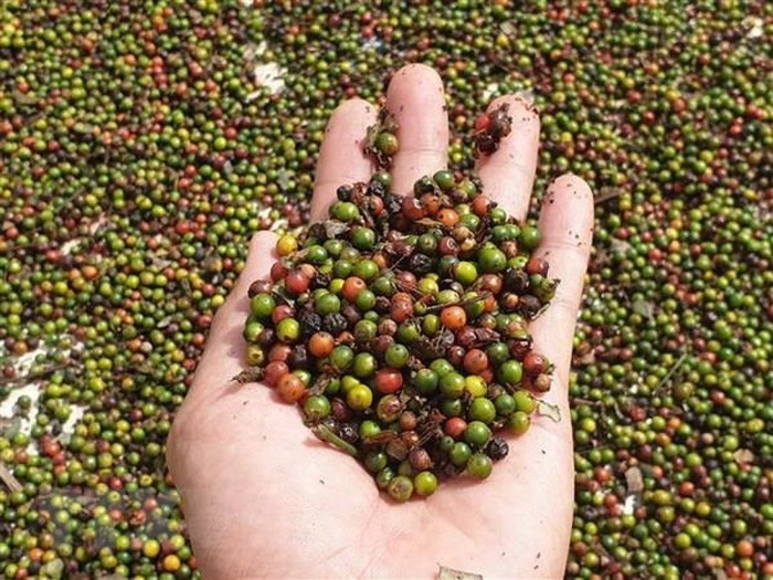 Giá nông sản hôm nay (28/5): Cà phê, hồ tiêu cùng lấy lại đà tăng tại thị trường trong nước