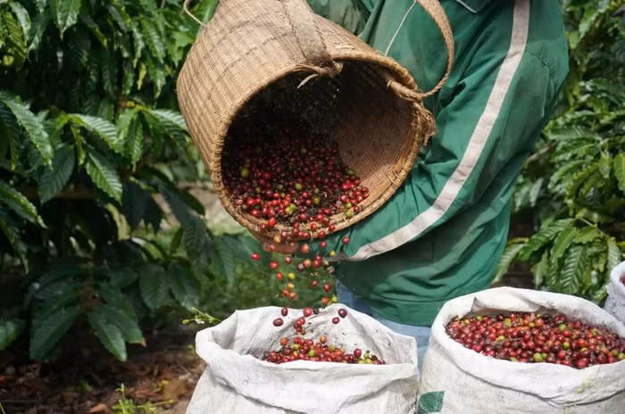 Giá nông sản hôm nay (28/3): Giá cà phê Robusta giảm mạnh do dự báo nguồn cung tăng cao