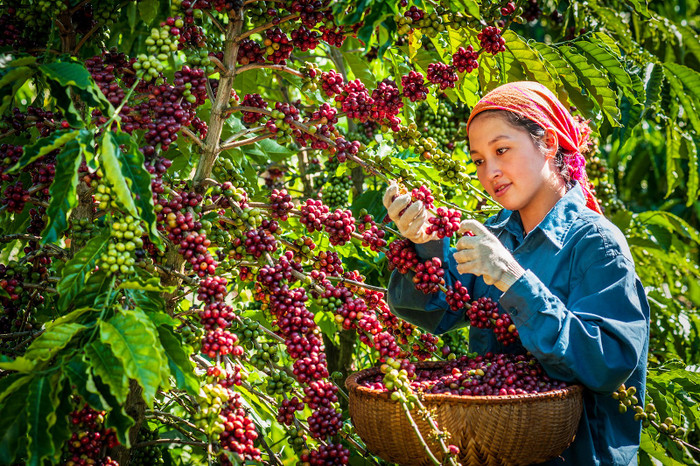 Sàn thương mại điện tử chuyên về nông sản đầu tiên tại Việt Nam gia nhập “đường đua” thương mại