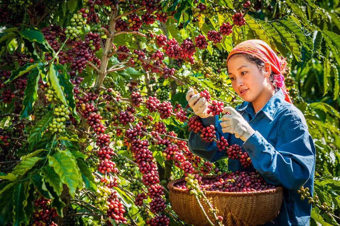 Sàn thương mại điện tử chuyên về nông sản đầu tiên tại Việt Nam gia nhập “đường đua” thương mại