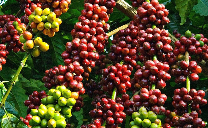 Giá nông sản hôm nay (5/6): Giá cà phê bất ngờ giảm sâu gần 3.000 đồng/kg