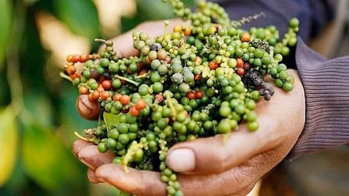 Giá nông sản hôm nay (6/6): Hồ tiêu giảm về lượng nhưng tăng mạnh giá trị xuất khẩu