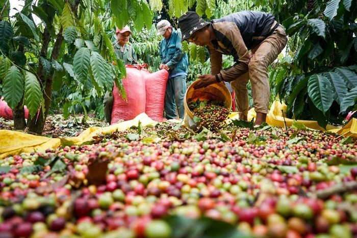 Giá nông sản hôm nay (7/6): Cà phê trong nước trở lại đà tăng, lên gần 2.000 đồng/kg