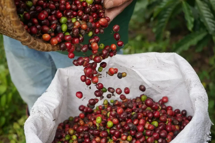 Giá nông sản hôm nay (13/5): Thị trường cà phê trong nước ảm đạm, giảm nhẹ 500 đồng/kg