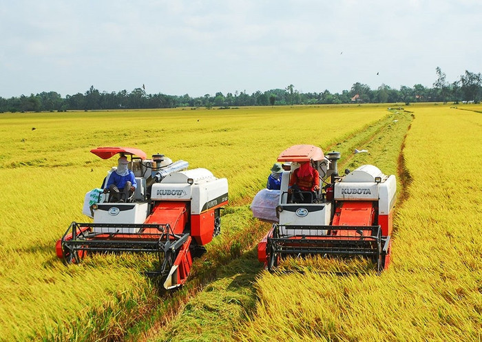 Giá nông sản hôm nay (8/5): Giá lúa tươi khu vực Đồng bằng Sông Cửu Long giảm nhẹ