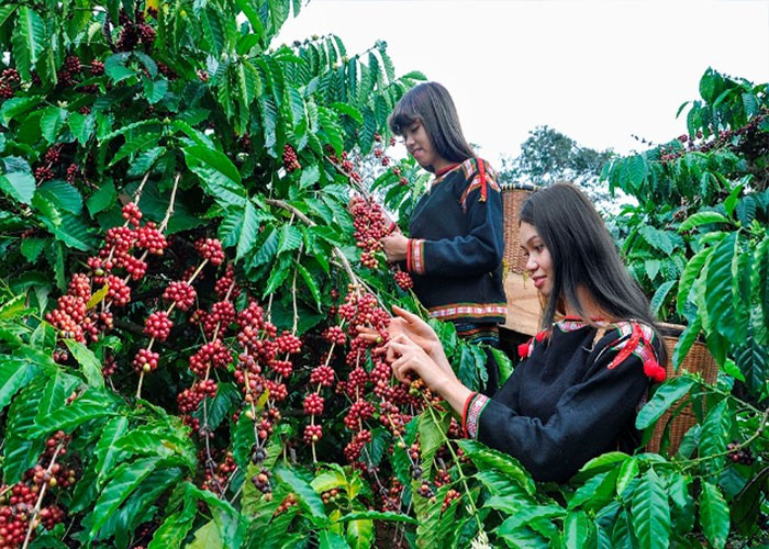 Giá nông sản hôm nay (21/5): Giá cà phê khu vực Tây Nguyên bất ngờ tăng hơn 2.000 đồng/kg