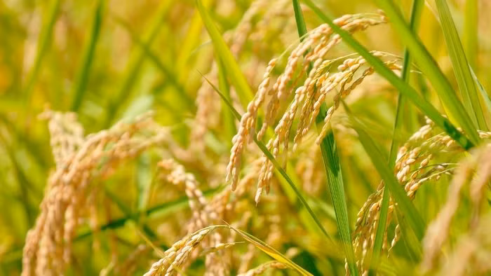 Giá nông sản hôm nay (30/3): Khu vực Đồng bằng Sông Cửu Long vào cao điểm thu hoạch, giá gạo ổn định