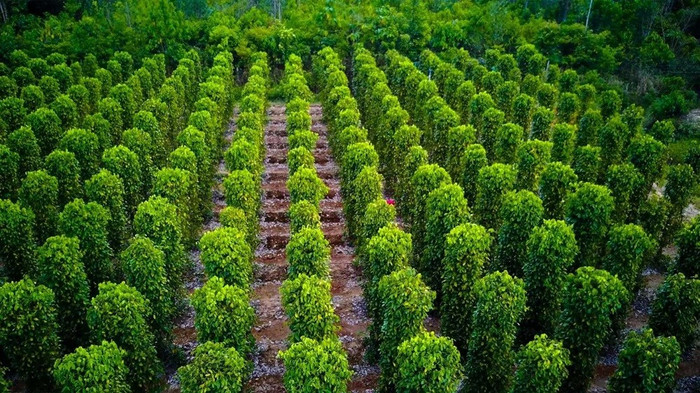 Giá nông sản hôm nay (12/6): Cà phê, hồ tiêu duy trì mức giá ổn định