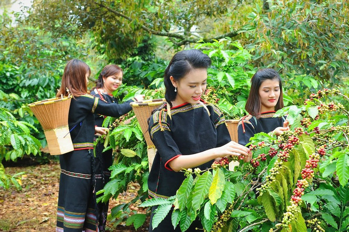 Giá nông sản hôm nay (24/5): Cà phê khu vực trọng điểm Tây Nguyên giảm mạnh hơn 3.000 đồng/kg