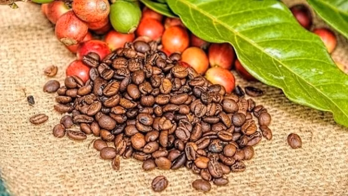 Giá cà phê bất ngờ quay đầu giảm