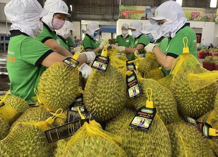 Sầu riêng Việt Nam đang đối mặt nhiều khó khăn