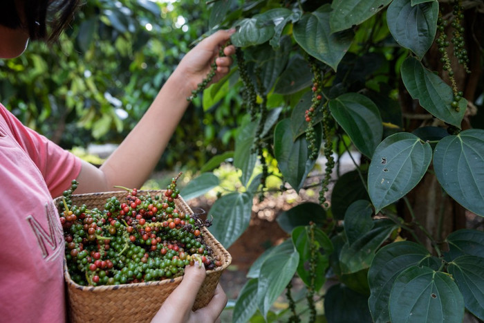 Giá nông sản hôm nay (23/5): Giá tiêu trong nước ổn định ở mức cao
