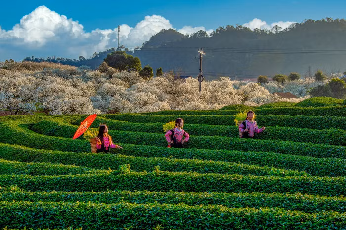Giới trẻ đổ xô lên Mộc Châu ngắm hoa mận nở, bất ngờ với dịch vụ phòng nghỉ, homestay