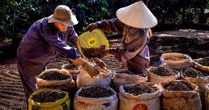 Giá nông sản hôm nay (16/6): Giá thịt heo, cà phê, hồ tiêu đi ngang phiên đầu tuần