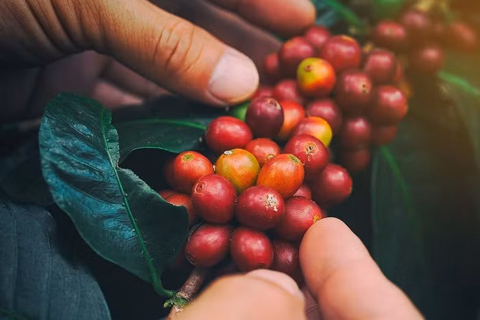 Giá nông sản hôm nay (24/4): Giá cà phê bất ngờ tăng mạnh, sắc xanh chiếm ưu thế