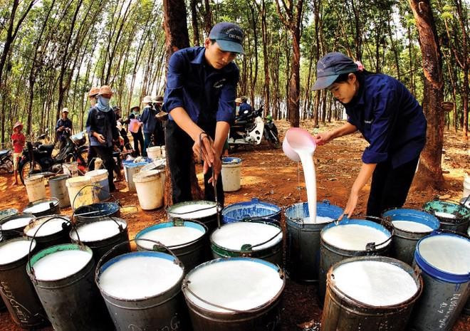 Giá nông sản hôm nay (3/6): Giá cao su các doanh nghiệp lớn đồng loạt điều chỉnh