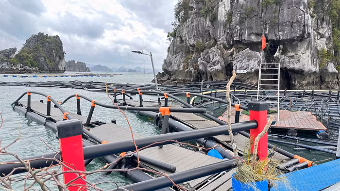 Lồng bè nuôi trồng thủy sản của doanh nghiệp và người dân bị hư hại nặng nề