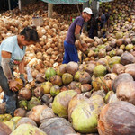 Dừa Việt "đắt hàng" tại Mỹ và Trung Quốc