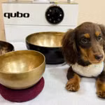 Một chú chó dachshund đang được trị liệu âm thanh tại studio chăm sóc sức khỏe thú cưng ở Thâm Quyến (Trung Quốc) 