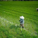 Ngành lúa gạo Đông Nam Á chịu sức ép lớn do chiến sự Trung Đông