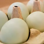 Giá trứng tăng sốc tại Châu Âu, có nơi lên tới hơn 200.000 đồng/vỉ