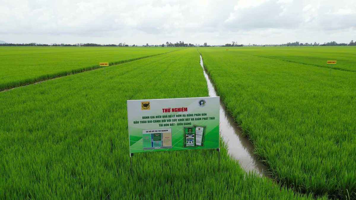 Mô hình thử nghiệm phân bón Đầu Trâu Bio-Canxi tại Hòn Đất, Kiên Giang bio-canxi-2.jpg