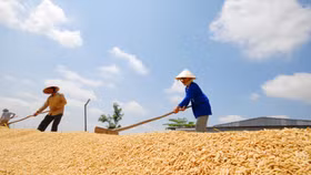 Địa phương nào có nhiều thương nhân đủ điều kiện xuất khẩu gạo nhất?