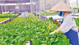 Tiến tới phát triển ngành nông nghiệp bền vững