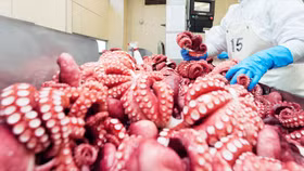 Kim ngạch xuất khẩu mực, bạch tuộc sang Hàn Quốc tăng trưởng dương