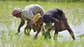 Lệnh cấm xuất khẩu gạo của Ấn Độ dự kiến sẽ tác động đến thị trường gạo toàn cầu