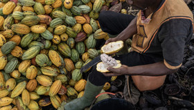 Người nông dân tách vỏ cacao để thu hạt tại một trang trại ca cao ở Bờ Biển Ngà